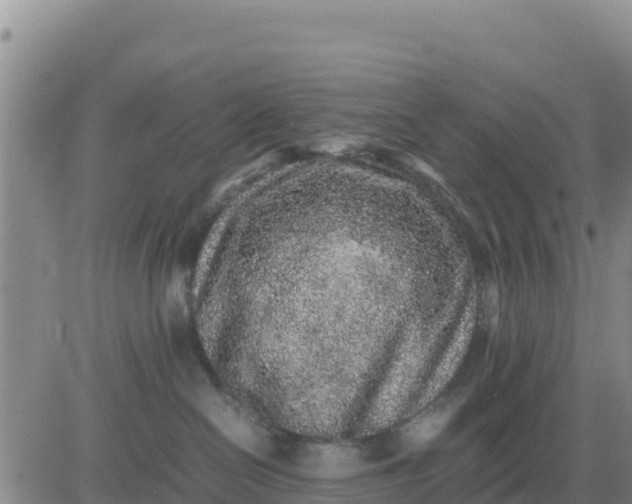 X0000080680286200612301432