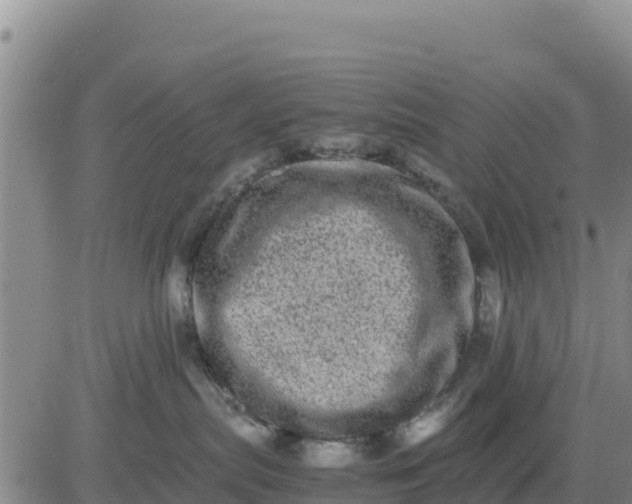 X0000080680287200612301432