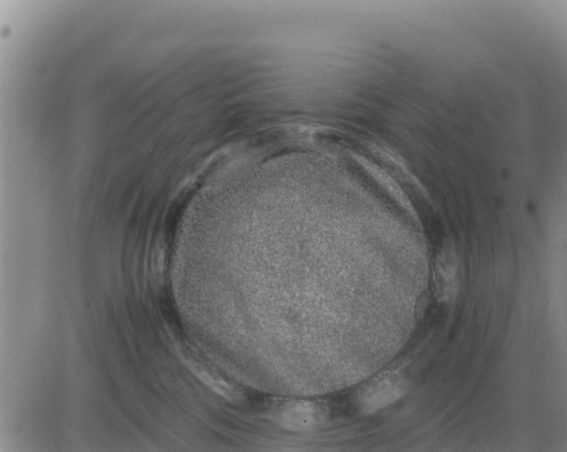 X0000080680330200612301431