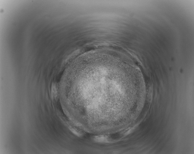 X0000080680335200612301431