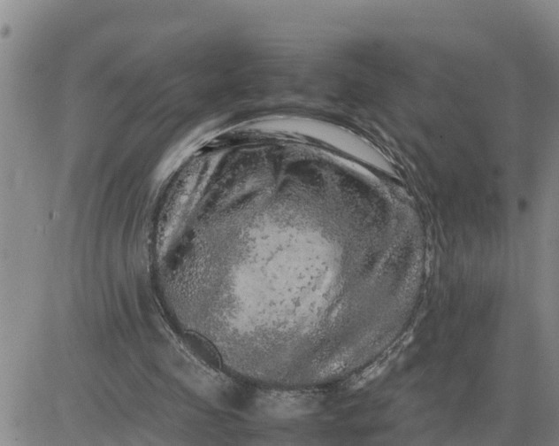 X0000080680341200612301430