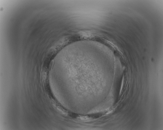 X0000080680417200612301429