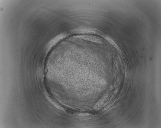 X0000080680438200612301428