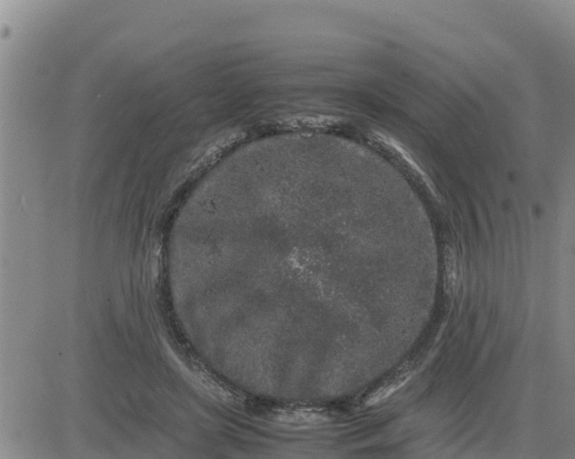 X0000080680451200612301429