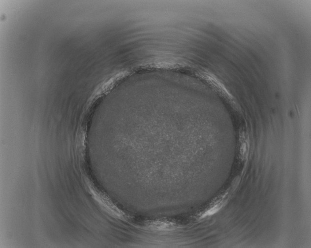 X0000080680542200612301427