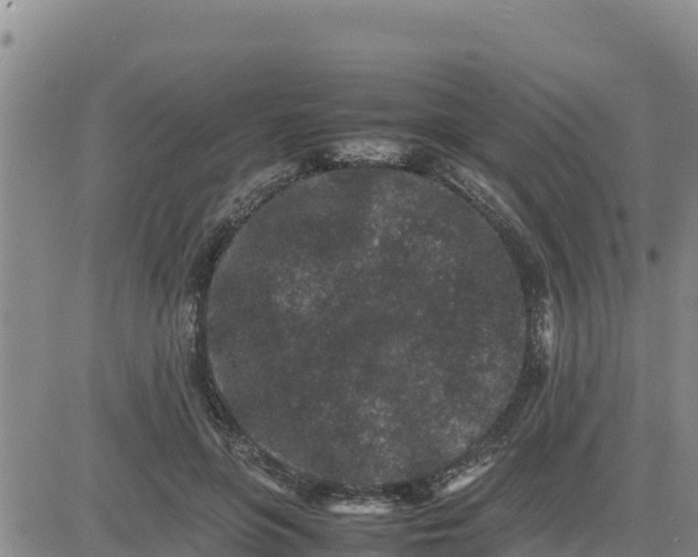 X0000080680551200612301427