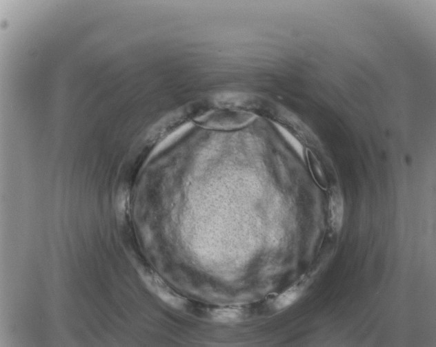 X0000080680574200612301428