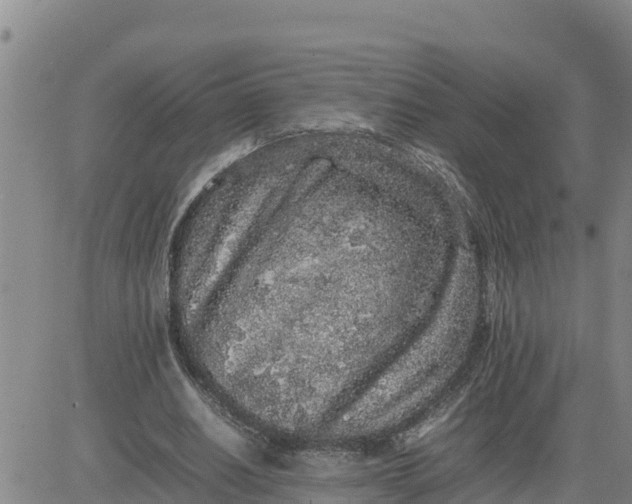 X0000080680630200612301425