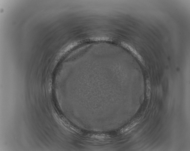 X0000080680631200612301425