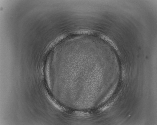 X0000080680633200612301425