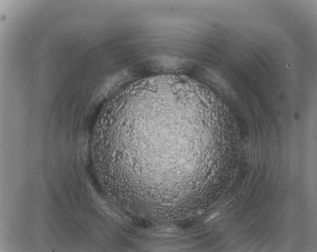 X0000080680642200612301426