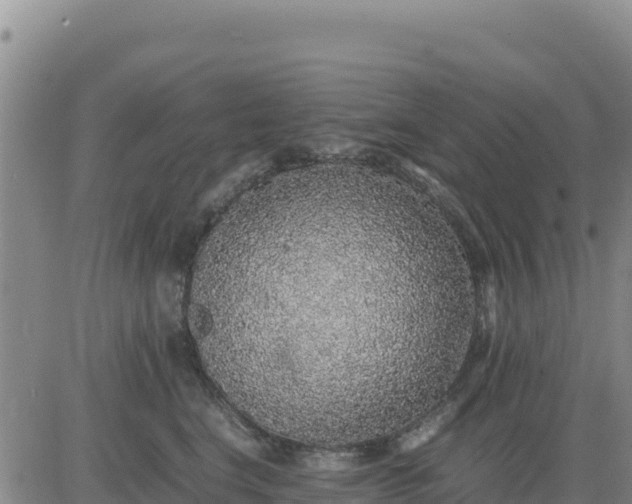 X0000080680664200612301426