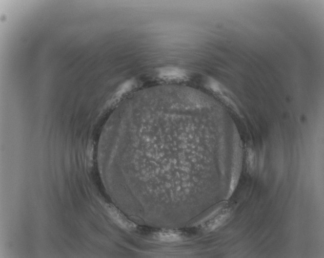 X0000080680668200612301426