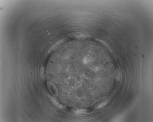 X0000080680670200612301426