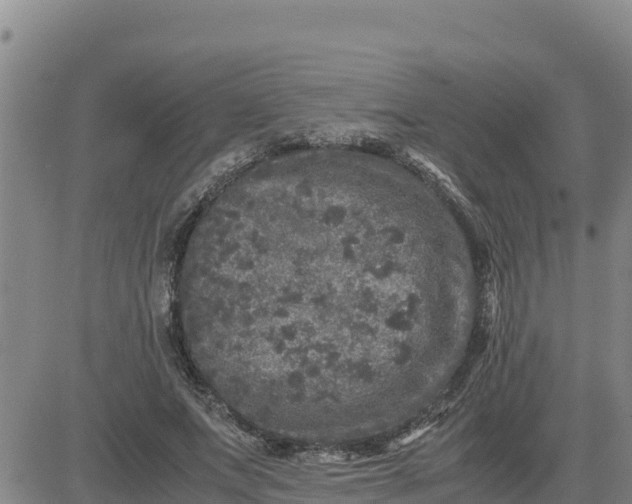 X0000080680687200612301425