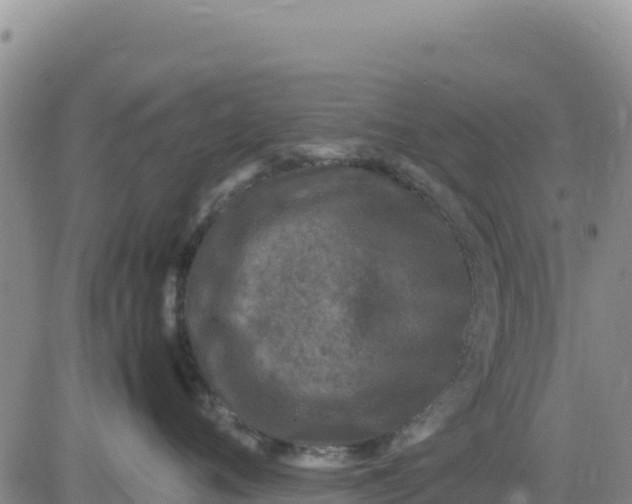 X0000080680720200612301425