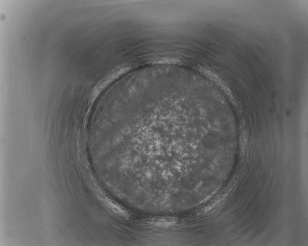 X0000080680721200612301424