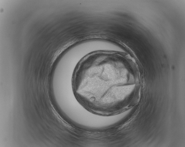 X0000080680725200612301424