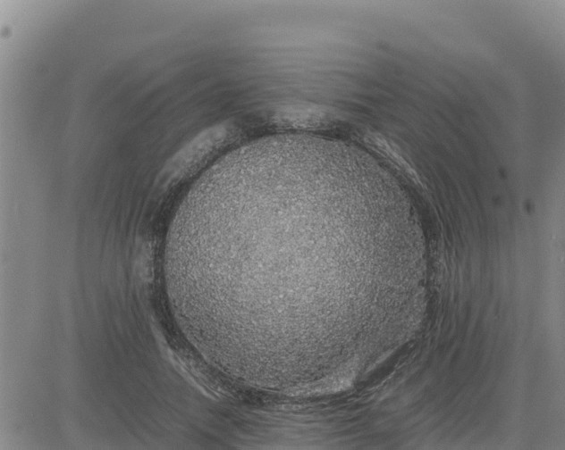 X0000080680738200612301424