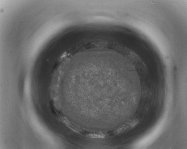 X0000080680765200612301424