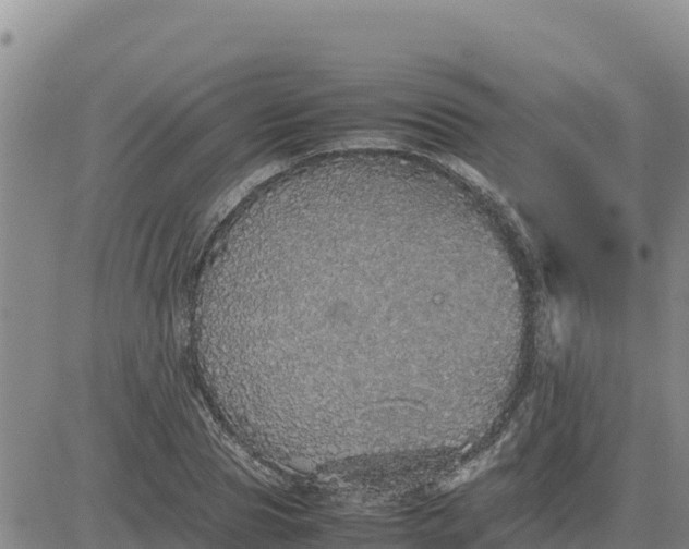 X0000080680929200612301421