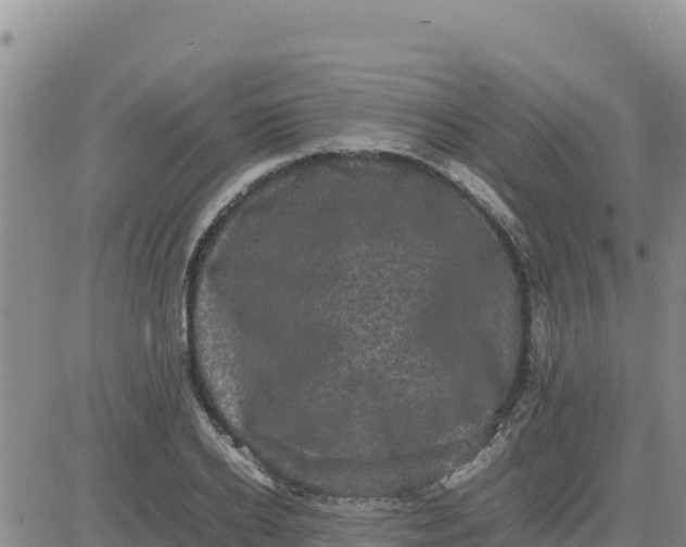 X0000080680934200612301421