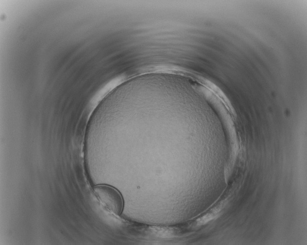 X0000080680954200612301421