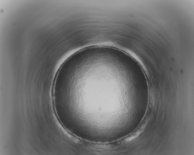 X0000080680959200612301421