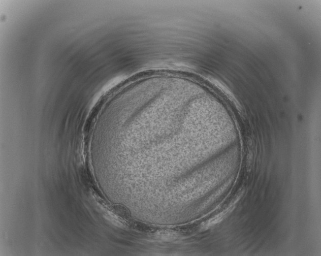 X0000080680974200612301420