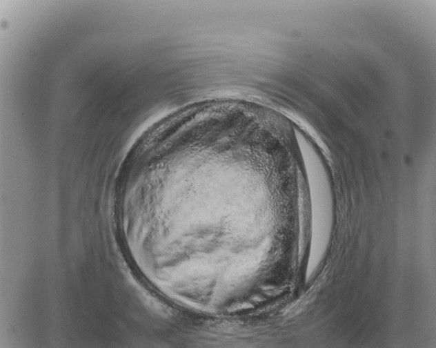 X0000080680991200612301420