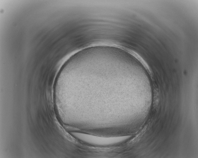 X0000080680996200612301420