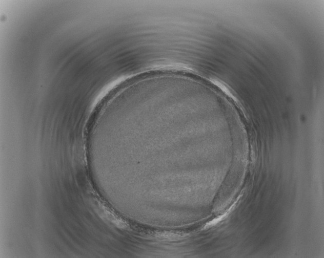 X0000080681022200612301419