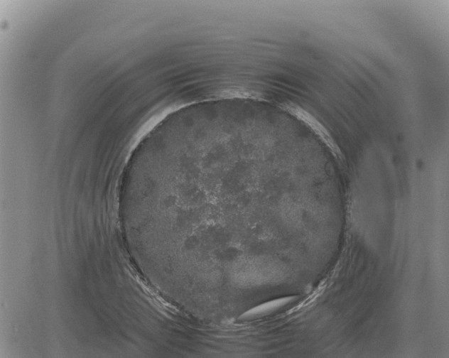 X0000080681023200612301419