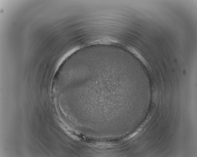 X0000080681026200612301419