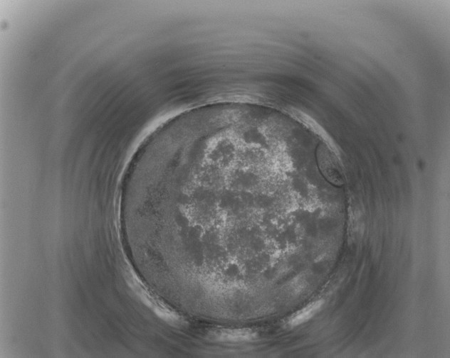 X0000080681035200612301420