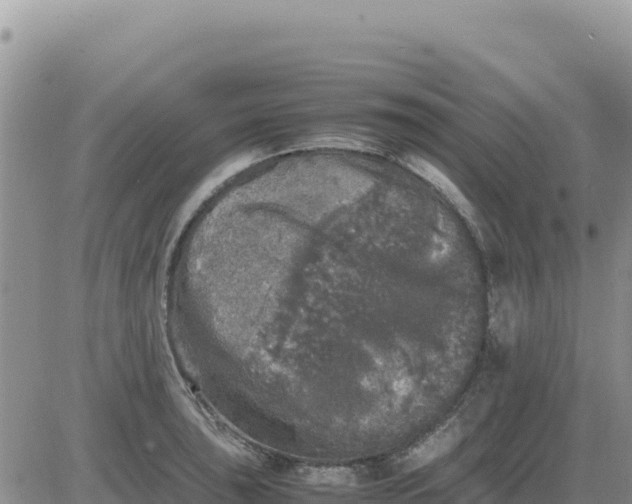 X0000080681043200612301420