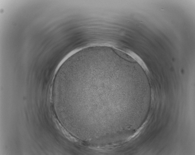 X0000080681052200612301420