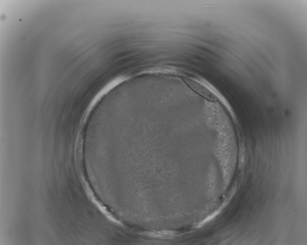 X0000080681053200612301420