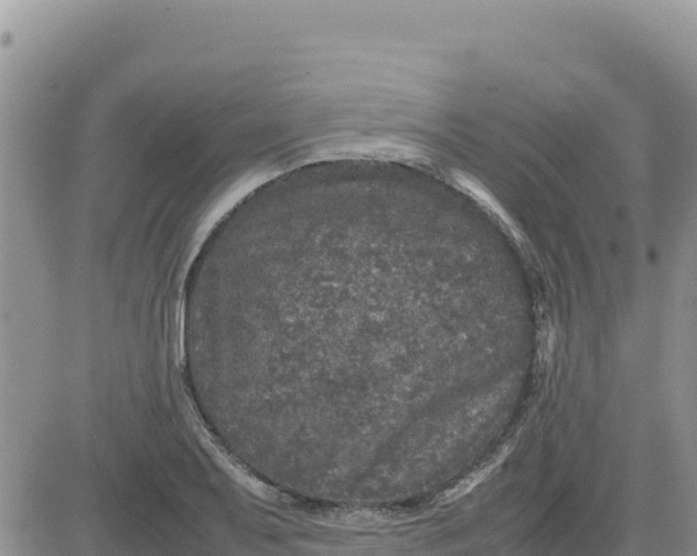 X0000080681079200612301419