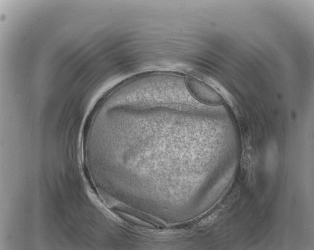 X0000080681080200612301419