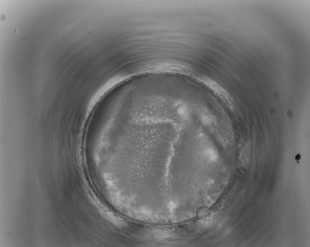 X0000080681086200612301419