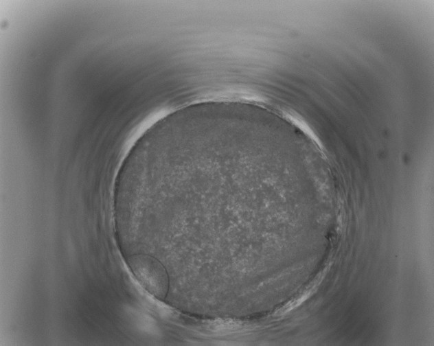 X0000080681087200612301419