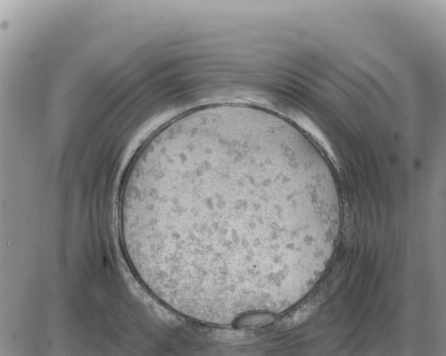 X0000080681088200612301419