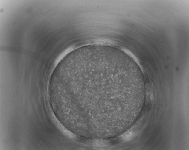 X0000080681091200612301419