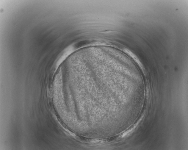 X0000080681097200612301418