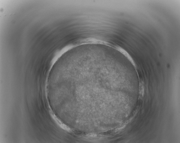 X0000080681098200612301418