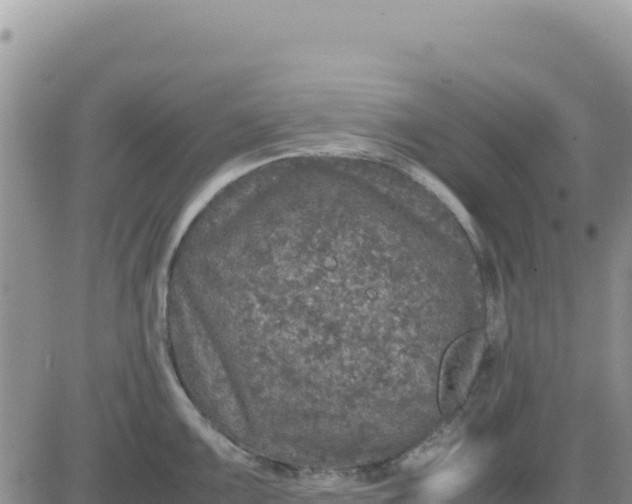 X0000080681099200612301418