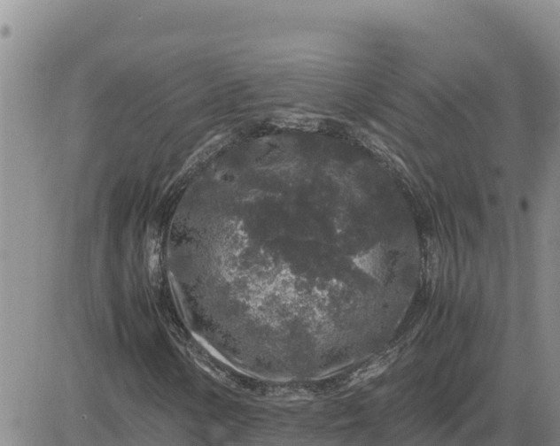 X0000080681154200612301418