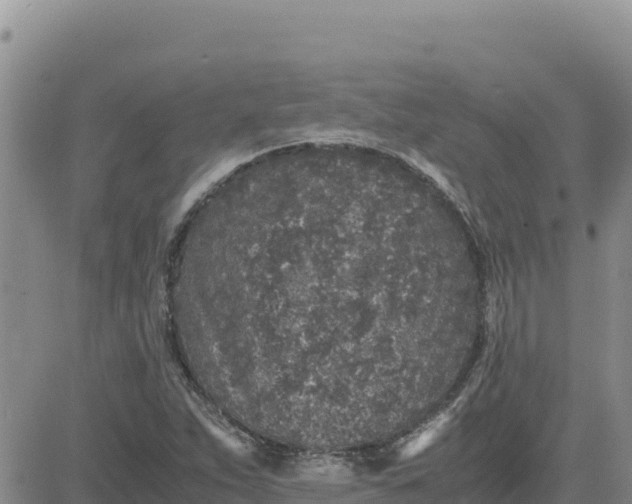 X0000080681263200612301416