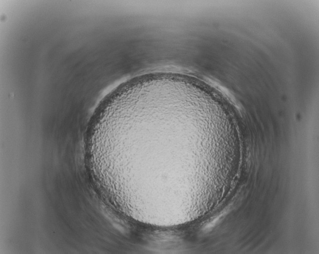 X0000080681264200612301416